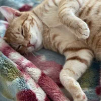 واگذاری پیشی مهربان و دوست‌داشتنی