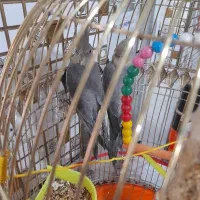 جوجه عروس هلندی