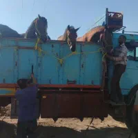 خریدو فروش اسب