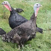 فروش بوقلمون برنز محلی