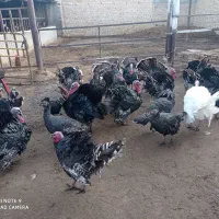 خروس بوقلمون