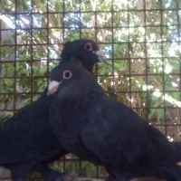 دوجفت کفتر خوب|پرنده|بم, |دیوار