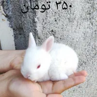 بچه خرگوش ها و یک عدد نر بالغ|موش و خرگوش|برازجان, |دیوار