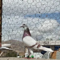 پیازی فروشی