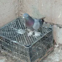 یاهو صحرایی