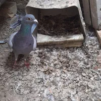 نر ماده پور فروشی|پرنده|نجفآباد, حومه نجف آباد|دیوار