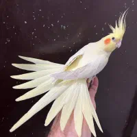 عروس هلندی لوتینو ماده زعفرونی آلبینو بالغ رام رام|پرنده|تهران, شکوفه (عبدل آباد)|دیوار