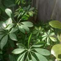 گلهای زیباو سرحال،همه نوع گل موجود است.|گل و گیاه طبیعی|شاهرود, |دیوار