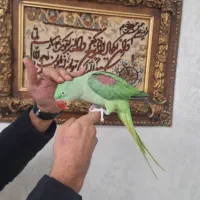 شاه طوطی نر ۶ماهه رام درحال سخنگویی درشت ایرانی|پرنده|تهران, ده‌ونک|دیوار