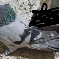 نروماده فیروزه ای|پرنده|خمینی‌شهر, |دیوار