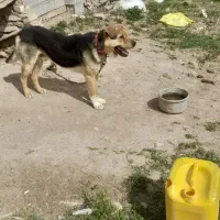 سگ نگهبان|سگ|خواجه, |دیوار