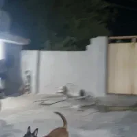 سگ مالینیوز|سگ|کوه چنار, |دیوار