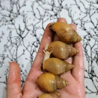 چند عدد حلزون آلبینو کوچک فقط دونه ای 20 تومان