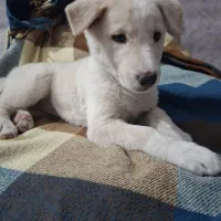 سگ بازی گوش|سگ|حمیدیا, |دیوار