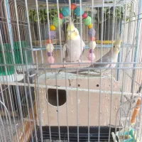 پرنده|پرنده|مسجد سلیمان, |دیوار