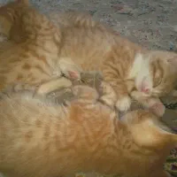 واگذاری گربه