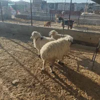 میش با دوتا بره