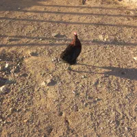 خروس مشکی|حیوانات مزرعه|زاویه, |دیوار