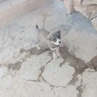 سگ پژدر خوب ماده