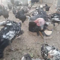 بوقلمون|حیوانات مزرعه|فرخ‌شهر, |دیوار