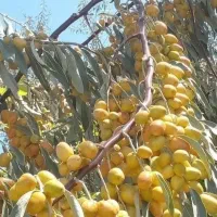 نهال های حاج حسین سنجد پربار و داخل گلدان اماده