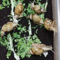 فروش ۸ عدد حلزون آچاتینا آلبینو