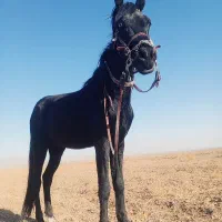 کره اسب نریان یورقه|اسب و تجهیزات اسبسواری|مشهد, گلشور|دیوار