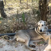 پژدر نسل برتر