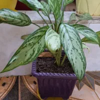 گل آگلونما نقره ای