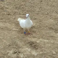 پلاکی میلمنز