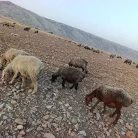 فروش میش بره دار و ابستن