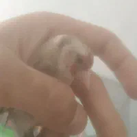 سهره ماده دورگ متولد قفس