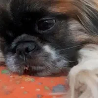 سگ واگذاری|سگ|بجنورد, |دیوار
