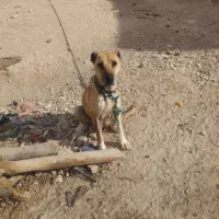 قانجق ایت۳ساله