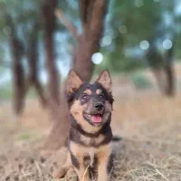 فروش سگ نژاد برتر