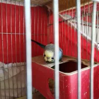 مرغ عشق رینبو انگلیسی با جوجه و تخم و رام|پرنده|شیراز, محراب|دیوار