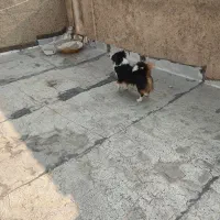 سگ اشپیتز|سگ|جونقان, |دیوار