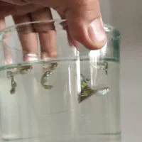 گوپی نر و ماده مولد ، بچه گوپی