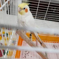 خانم جهت نظافت