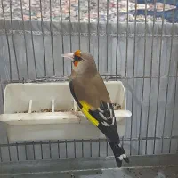 سهره دورگ مست