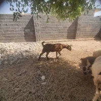 فروش یک عدد بز دورگ