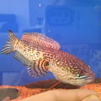 ماهی چانا گلدن کبری