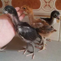 جوجه لاری اصیل ۲۰ روزه دونه ای ۴۴۰ تومن