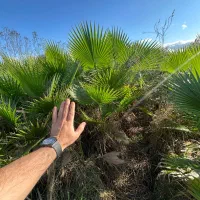 پالم زمینی لاهیجان