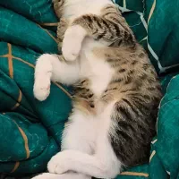 واگذاری بچه گربه ۲ ماهه