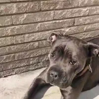 سگ گمشده کنکورسو پیتبول در بابل