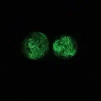 سنگ عتیقه|کلکسیون اشیاء عتیقه|چهاردانگه (تهران), |دیوار