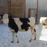 گوساله سیمینتال