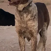 واگزاری سگ ماده|سگ|رودشت (اصفهان), |دیوار