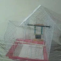 قفس عروس هلندی